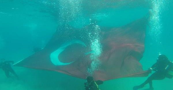 Su altında dev Türk bayrağı açtılar