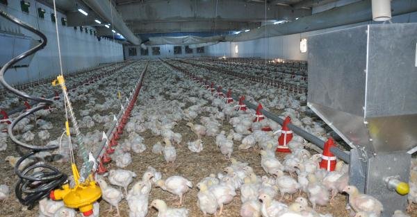 Tavuk çiftliğinde elektrik üretip fazlasını devlete satacak