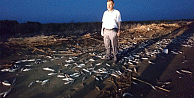 Mersin'de onbinlerce balık ölüsü sahile vurdu