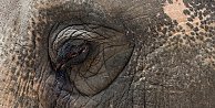 50 yıllık zincirlerinden kurtarılırken gözyaşlarını tutamayan fil Raju