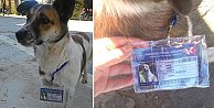 KTÜ'de köpeğe öğrenci kimlik kartı çıkarttılar