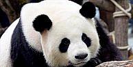 Çin'in 'diplomat pandaları'