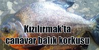 Kızılırmak'ta pirana balığı yakalandı: Denizlerin canavarı oltaya takıldı