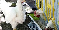 Türkiye'de ilk kez geliştirilen 'etçi damızlık tavuk' ve 'siyah pirinç' tanıtıldı