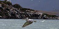 Sınır tanımayan pelikanlardan görsel şölen