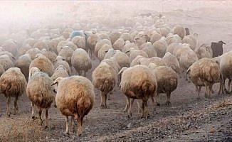 Sürüden ayrılan koyunları kurtlar kaptı