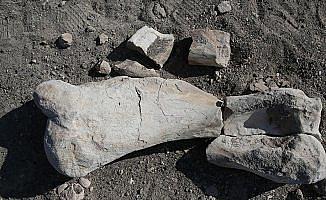 Keçi çobanı 'milyon yıllık fosil' buldu