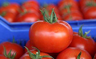 Rusya'ya domates ihracatında çözüm yakın