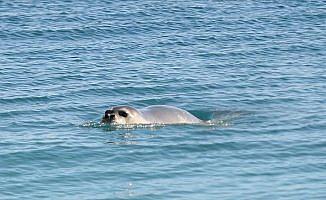 Konyaaltı Plajı'nda 'Akdeniz foku' heyecanı yaşandı