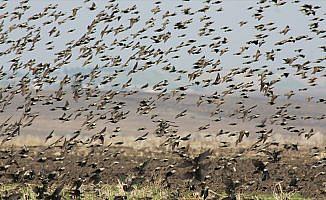 Manyas Gölü semalarında sığırcık kuşlarının görsel şöleni