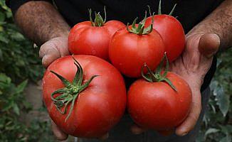 Rusya'ya domates ihracatı üreticileri umutlandırdı