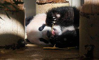 Japonya'da panda yavrusu görücüye çıktı