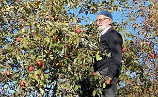'Misket elması'nın kaybolmaması için fidanlarını ücretsiz dağıtıyor