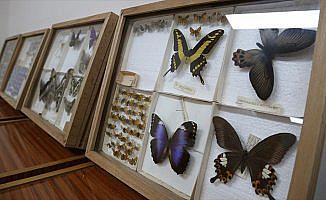 Yarım asırlık müze böcek bilimine ışık tutuyor