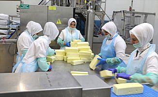 'Kelle peyniri'ni 14 ülkeye ihraç ediyorlar