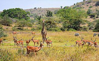 Kenya'da başkentin göbeğinde safari heyecanı