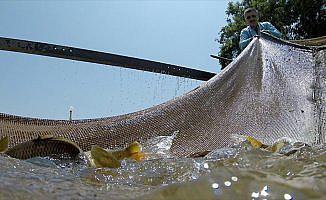 DSİ'den baraj göllerine her yıl milyonlarca balık