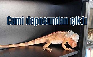 Camii deposunda 82 santim uzunluğunda iguana çıktı
