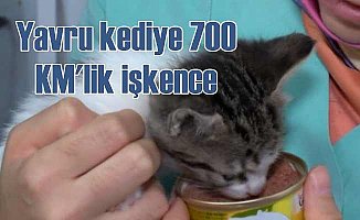 Yavru kediye 700 KM boyunca işkence