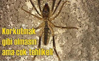 En tehlikeli örümcek türü Kırıkkale'de göründü