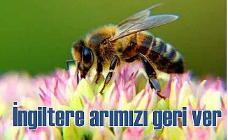 İngiltere Türk arısını öldürmek için seferber oldu