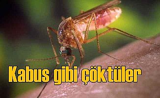 İstanbul'u sinekler bastı | Tehlikeli virüs bulaşabilir