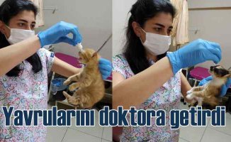 Kedi yavrularını tedavi için doktorlara getirdi