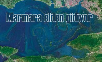 Marmara'da hayaller oksijen, gerçekler ölü balıklar