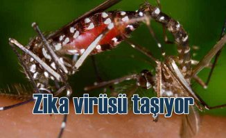 AEDES Sivrisineği Zika Virüsü yayıyor