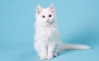 Beyaz Kedi Cinsleri ve Özellikleri