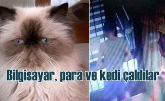 İstanbul'da hırsızlar bilgisayar ve kedi çaldı