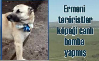 Ermeni teröristler köpeği canlı bomba yapmış