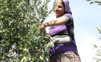 EİB duyurdu; Türkiye'nin sofralık zeytin ihracatı yüzde 52 değerlendi