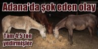 Adana'da at eti operasoynu | Zabıta dehşete düştü