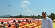 Avrupa'nın domatesi Torbalı'da kuruyor