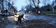 Fırtına Beşiktaş'ta ağaç devirdi yol kapandı