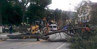 İzmir'de şiddetli fırtına ağaçları devirdi