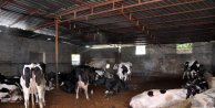 Fıskiye ile serinletilen ineklerde süt verimi artı