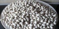 Organik Akkuş şeker fasulyesi kilosu 25 liradan satılıyor
