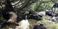 Sürüye yıldırım düştü, 38 keçi telef oldu