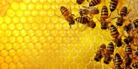 Arılar kafein bağımlısı çıktı ; Arıları da kendimize benzettik