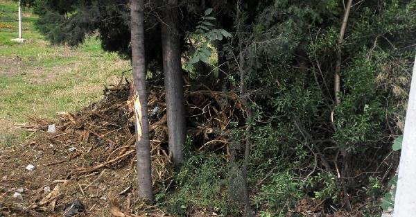 Yalova’da köprülü kavşak için yine ağaç kesildi