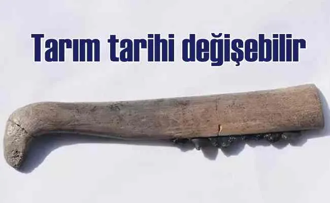 Tarım tarihi değişebilir | 7 bin 800 yıllık orak bulundu