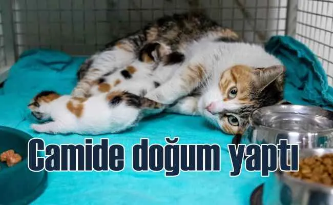 Camiden çıkarılan kedi ve yavruları koruma altında