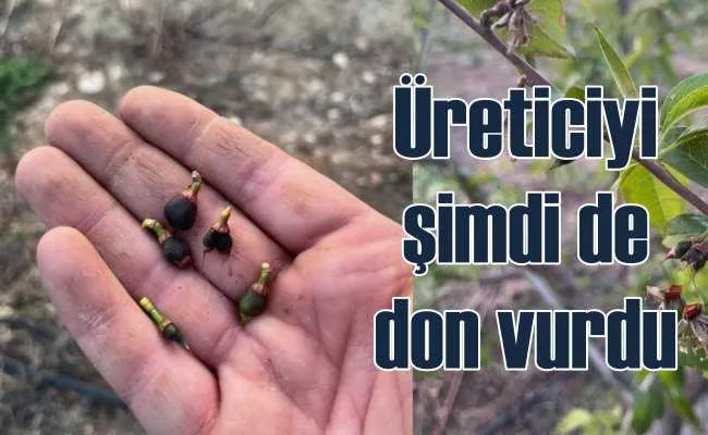 Sebze ve meyve bahçelerini don vurdu