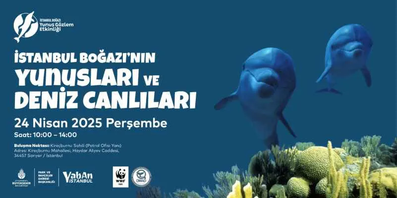 İstanbul Boğazı Yunus Gözlem etkinlikleri başlıyor