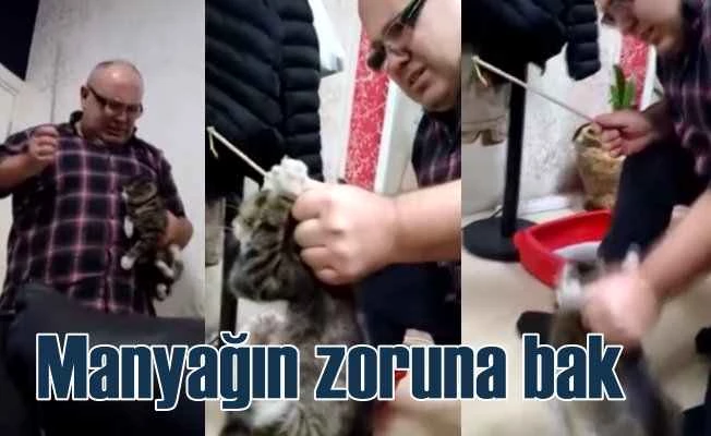 Kediye işkence yapan iş adamı akıl hastanesine gönderildi
