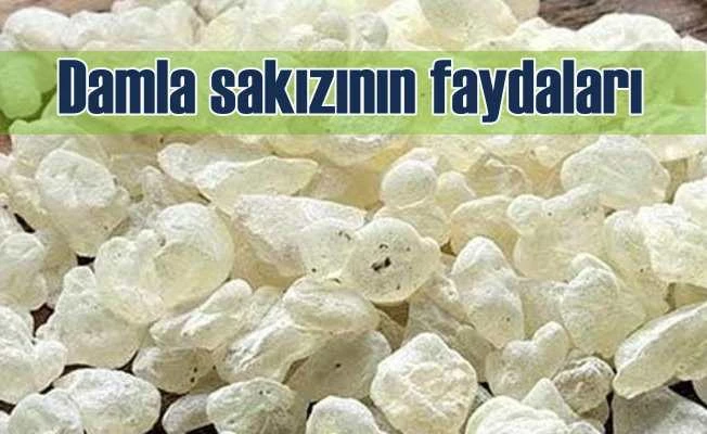 Damla sakızının faydalarını duyan aktarlara koştu