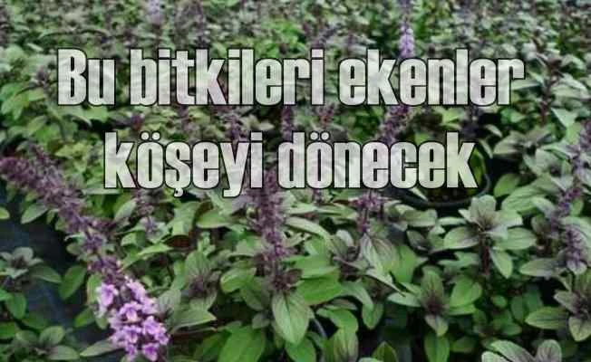 Endemik zenginlik 5 milyar dolarlık ihracat kapısı açabilir