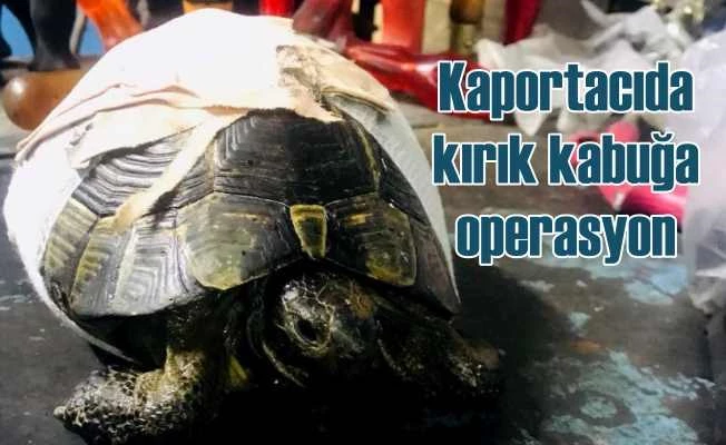 Kaplumbağa'ya kaportacıda kabuk operasyonu